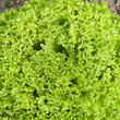 Plants - Laitue frisée verte (2)
