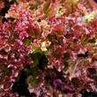 Plants - Laitue frisée rouge (2)