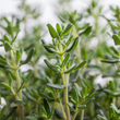 Plants - Thym German Winter