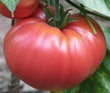 Plants - Tomate ancestrale German Johnson