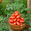 Plants - Tomate italienne Granadero