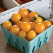 Plants - Tomate cerise jaune Yellow Mini